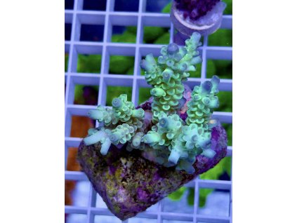 619536252 885699877551609 6495496747822895486 n