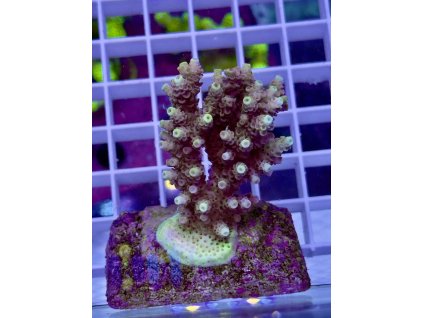 619338931 885698147551782 254402622178163951 n