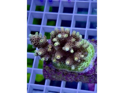 618802208 885698904218373 6748862786304068270 n