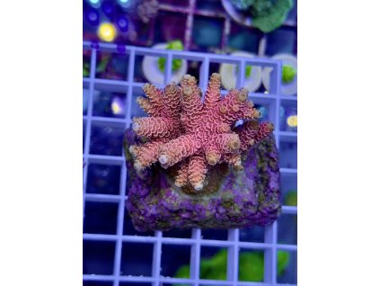 617650167 885699244218339 2555691845107606283 n 2