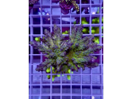 622383199 885697454218518 6992599497620591146 n