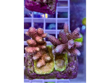 618857422 885698657551731 8911281841966502607 n