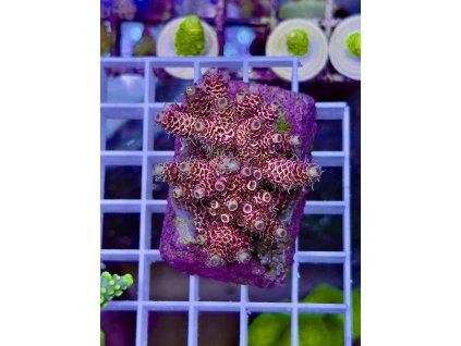 621841972 885697770885153 2468601956502639838 n