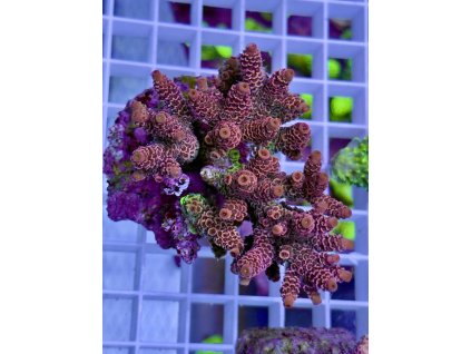 617764707 885699164218347 2363670866161046620 n