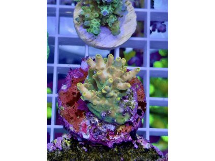 621822417 885699917551605 3146480887702387189 n