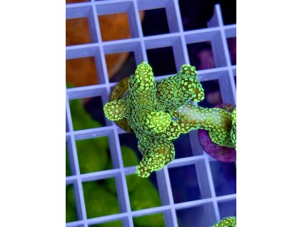 617601657 885698174218446 6965692316976362780 n