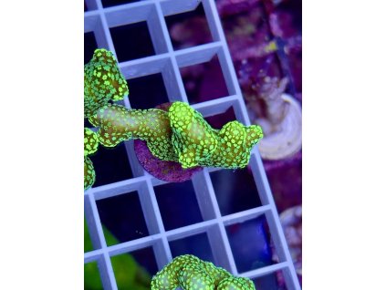 618075729 885699064218357 5412112181448217734 n