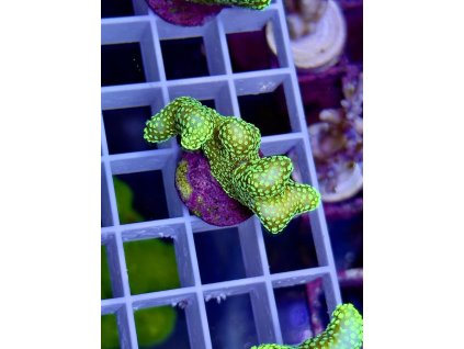 621615978 885698074218456 906970246168472580 n