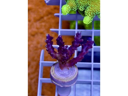 617642678 885697934218470 567002241845069412 n