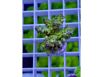 618494186 885697257551871 884719442585271115 n