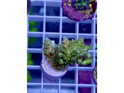 618263251 885699167551680 6639482357828353569 n