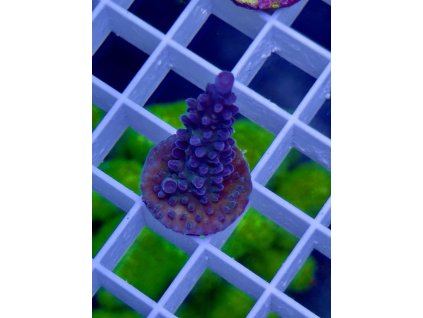 618694311 885698250885105 6835384910148658585 n