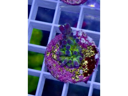 622285171 885698667551730 8922345678765034065 n