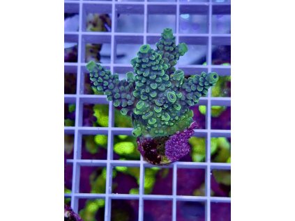 618797829 885698317551765 6500168111737302555 n