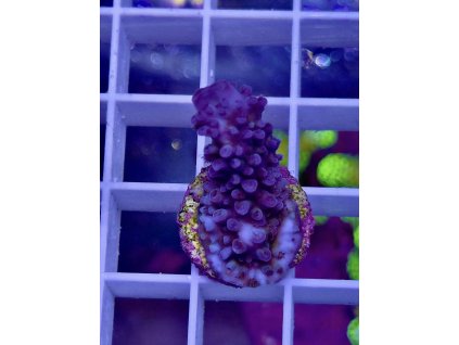 617047220 885699950884935 1802791708992599686 n