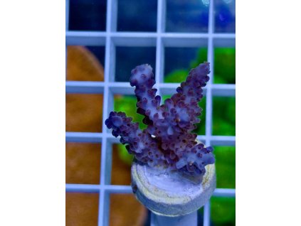 619179338 885698987551698 3486950768950864549 n