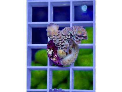 618882931 885697187551878 1464186023670297034 n