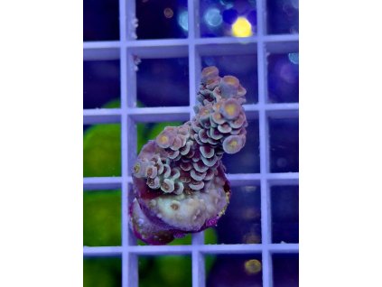 621901543 885698024218461 1142995407675259712 n