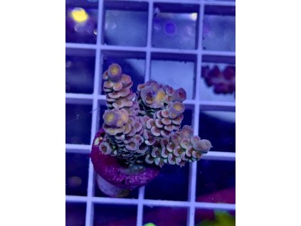 622074215 885697677551829 6720518580089965853 n