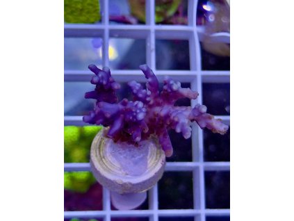 618572347 885698724218391 6393513270117462380 n