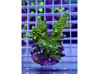 621736483 885697767551820 3416761159212253939 n