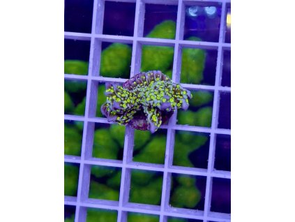 619656439 885698734218390 4826314840403455634 n