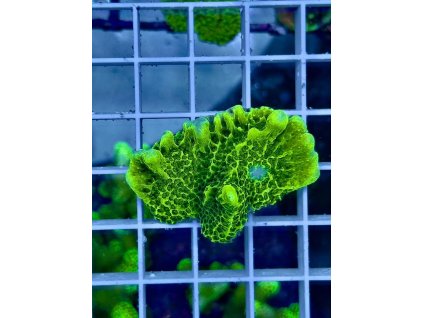 619979607 885697364218527 922874472056514960 n