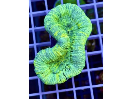 621738305 884973790957551 3431601121689845788 n