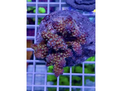 620001798 888444497277147 9207280955787870117 n