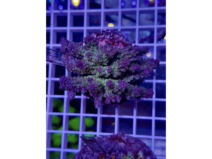 622377082 888444890610441 7733071904890031542 n