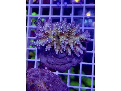 622138620 888444573943806 2853899373131998024 n