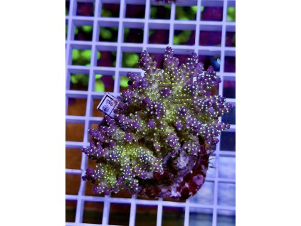 624259539 888444740610456 3578583245872263932 n