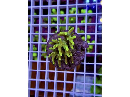 622518675 888444440610486 8528550370006099591 n