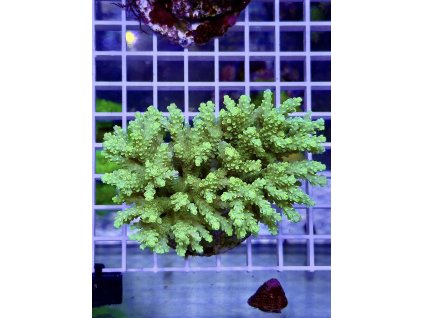 621202534 888444810610449 4235600237172398498 n