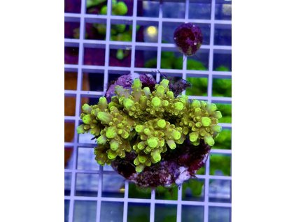 622410026 888443990610531 7597686320054918055 n