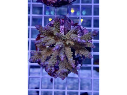 623086657 888444550610475 5237796719362544112 n