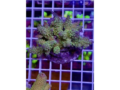 622865236 888443747277222 2511190155660456876 n