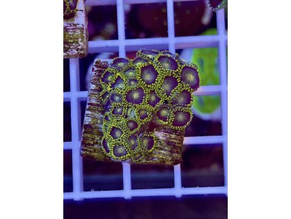 618317070 884975747624022 6534635352561382796 n