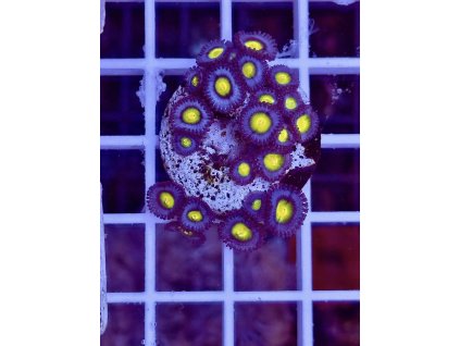 618473522 884976050957325 4003747533466509049 n