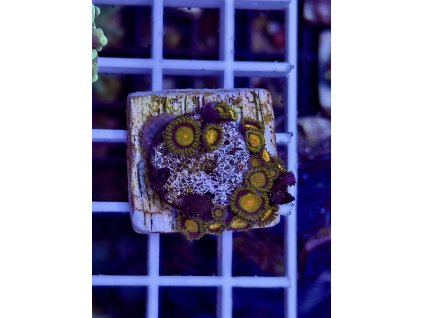 619771206 884976614290602 4567849381672198060 n