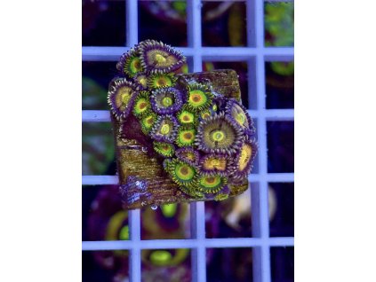 620003070 884976430957287 2973022233036635346 n