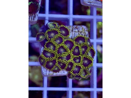 616889500 884975777624019 7854927009332280075 n