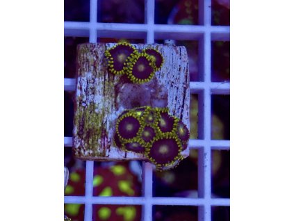 617103862 884975760957354 3341389015751154868 n