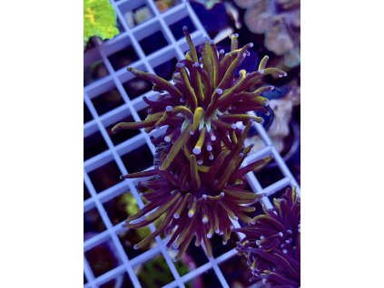 619484452 884976104290653 8826742768415786863 n