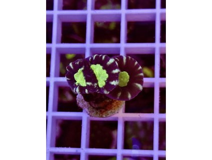 616851861 884975940957336 6940402647323980696 n