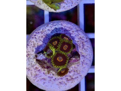 620017336 884975724290691 479404465780010420 n