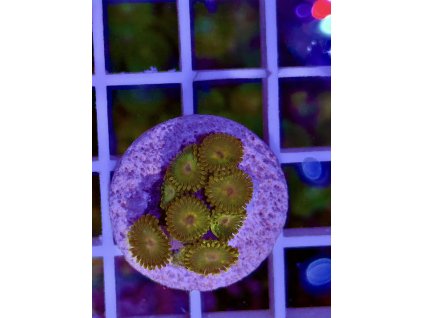 619265962 884975644290699 5361500315445845699 n