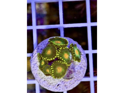 620069486 884975990957331 2425660358223612054 n