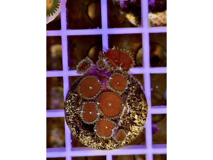 616850897 884976167623980 5936096077004345539 n