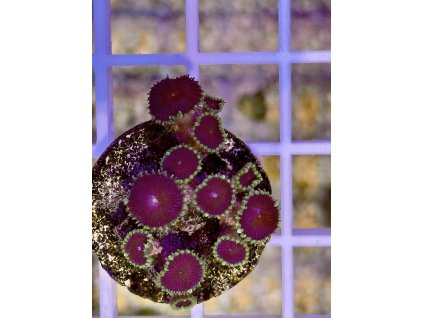 622609182 884975694290694 6466662497974391585 n